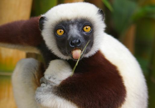 Zoboomafoo Zoboomafoo39 Lemur Dead Jovian From PBS Series Dies At 20 TVLine