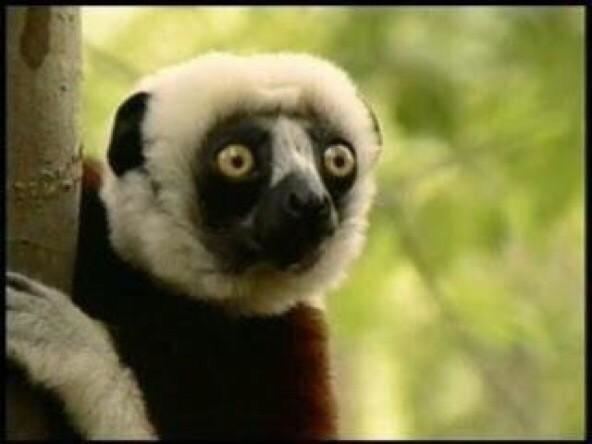 Zoboomafoo Jovian Lemur Star Of Zoboomafoo Dead At 20 The Mary Sue