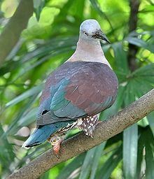 Zoe's imperial pigeon httpsuploadwikimediaorgwikipediacommonsthu