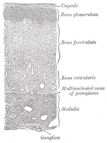 Zona glomerulosa