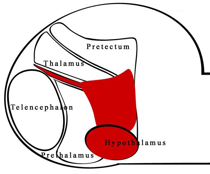 Zona limitans intrathalamica