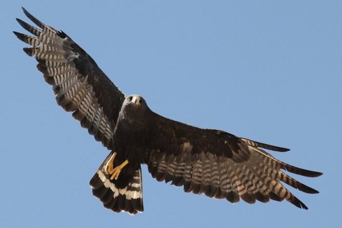 Zone-tailed hawk Zonetailed Hawk Photo Study by Alex Lamoreaux Nemesis Bird