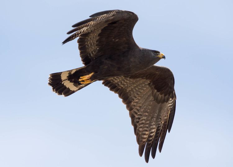 Zone-tailed hawk tomingram Zonetailed Hawk
