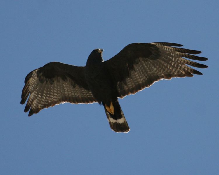 Zone-tailed hawk Zonetailed Hawk Birdspix