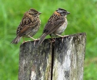 Zonotrichia Zonotrichia capensis Rufouscollared Sparrow Discover Life