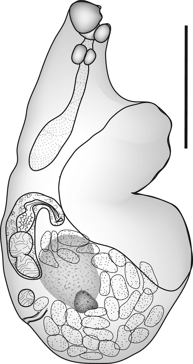 Zoogonidae