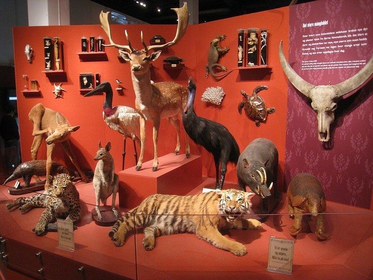 Zoological specimen