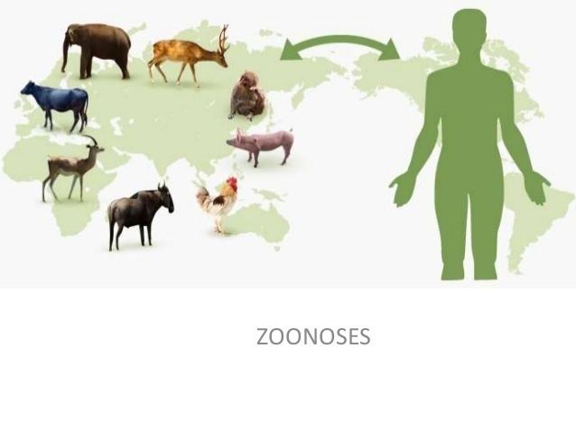 Zoonosis Zoonosis