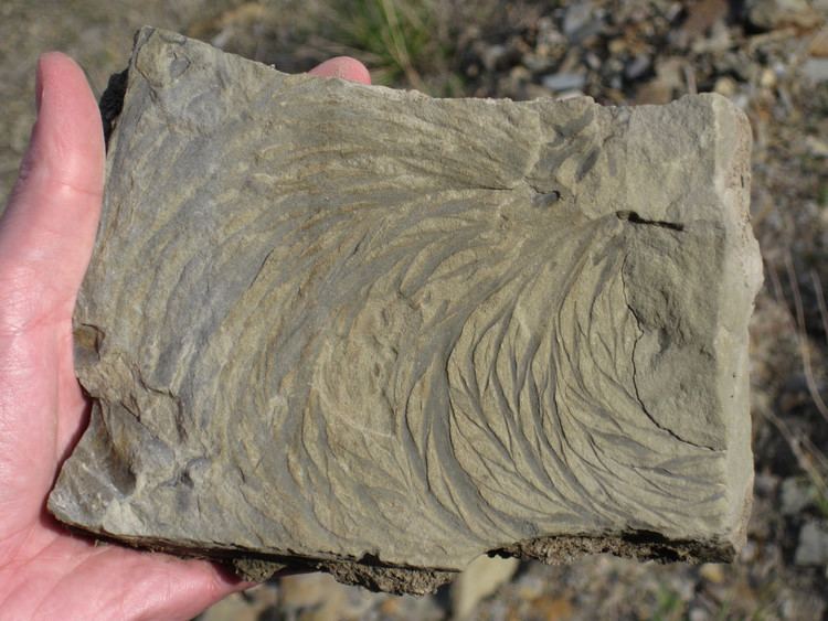 Zoophycos Zoophycos trace fossil Vinton Member Logan Formation Lo Flickr