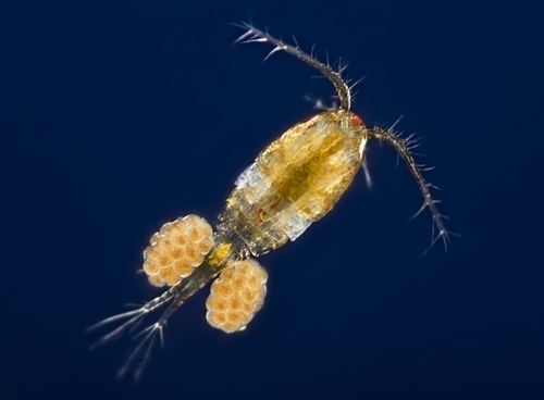 Zooplankton Zooplankton are eating plastic creating possible problems for ocean