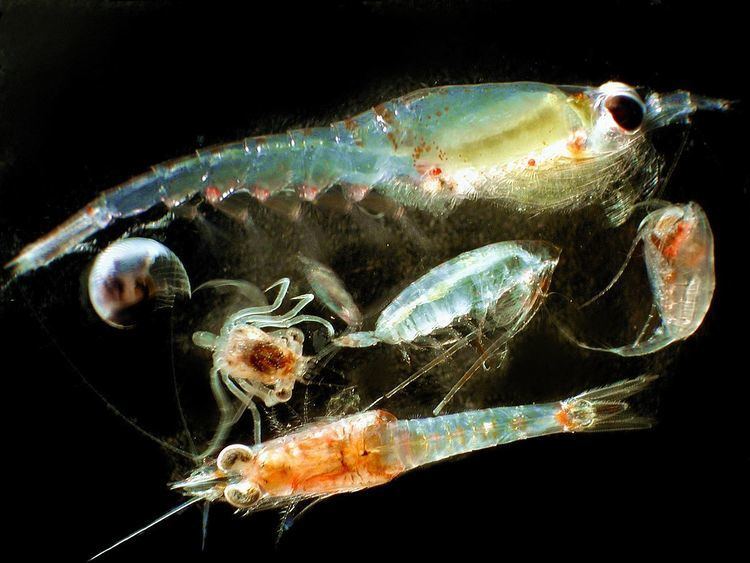 Zooplankton httpsuploadwikimediaorgwikipediacommonsthu