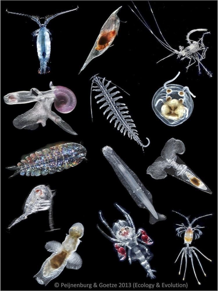 Zooplankton High evolutionary potential of marine zooplankton
