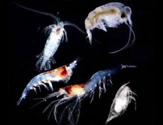 Zooplankton Virginia Institute of Marine Science Zooplankton Ecology