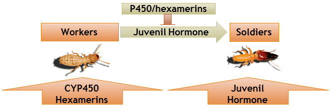 Zootermopsis nevadensis httpsuploadwikimediaorgwikipediacommonsthu