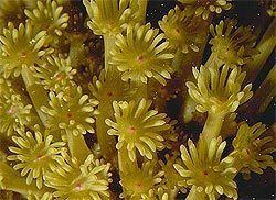 Zooxanthellae A to Z of Oz Marine Life