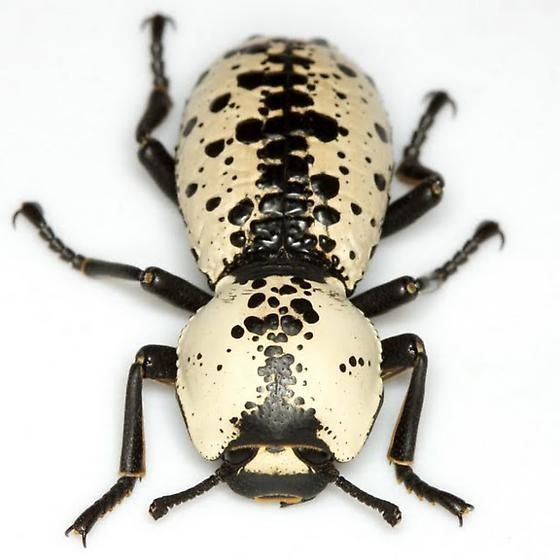 Zopheridae Domain Eukarya Kingdom Animalia Phylum Arthropoda Class Insecta