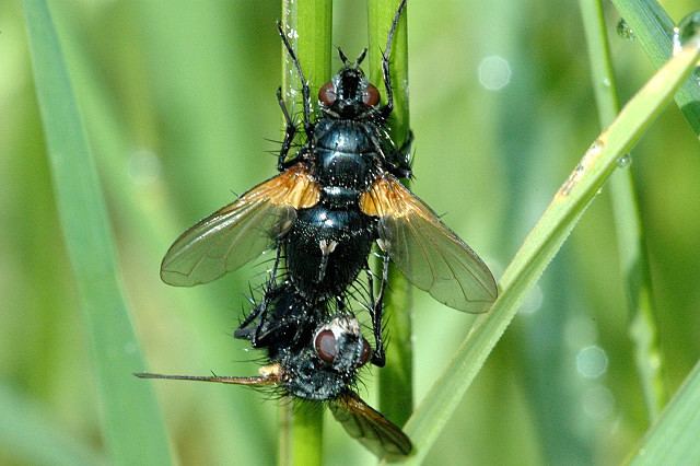 Zophomyia