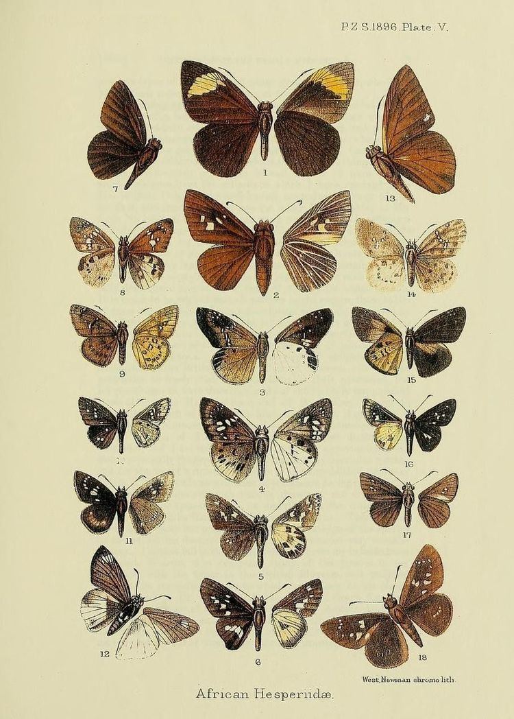 Zophopetes nobilior