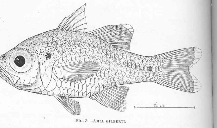 Zoramia gilberti
