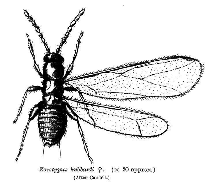 Zoraptera Zoraptera Wikipedia