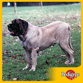 Zorba (dog) standing still on a green grassy field