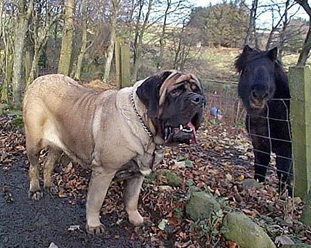 Zorba (dog) with a black horse in front of it