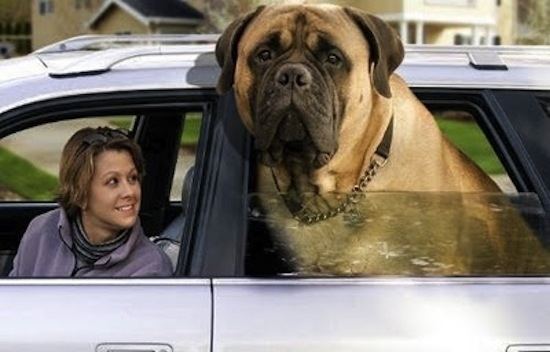 Zorba (dog) with a woman inside a car while exposing its big head outside the car's window