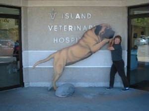 An exact replica of Zorba (dog) in Island Veterinary Hospital