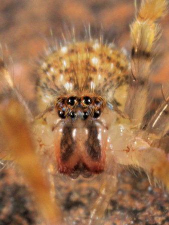 Zoropsidae Zoropsidae garage spider