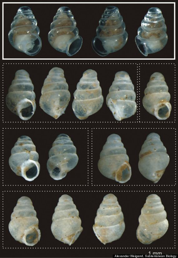 Zospeum tholussum Transparent Snail Zospeum tholussum Discovered In Croatia PHOTOS