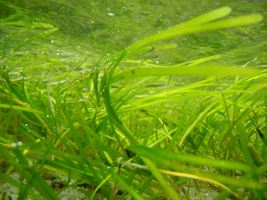 Zostera Seaweedie Information on marine algae