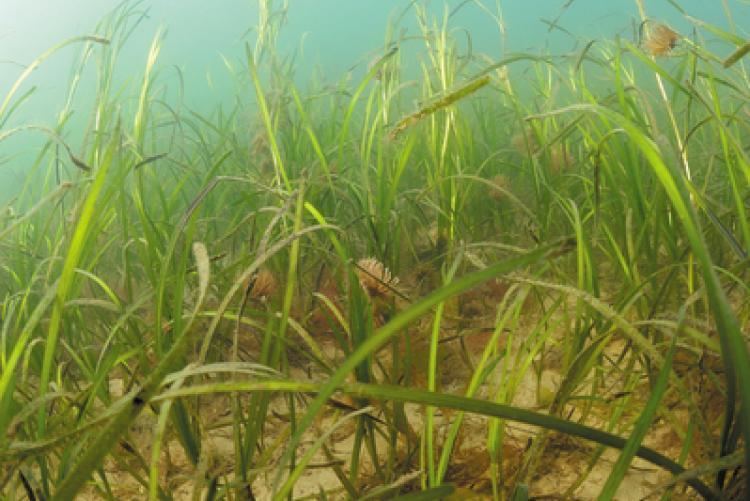 Zostera The genome of the seagrass Zostera marina reveals angiosperm