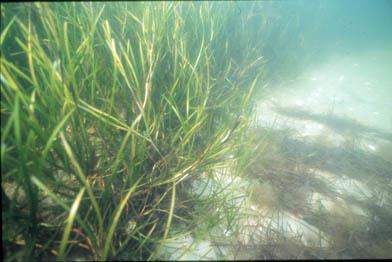 Zostera Why Sequence Zostera marina seagrass DOE Joint Genome Institute
