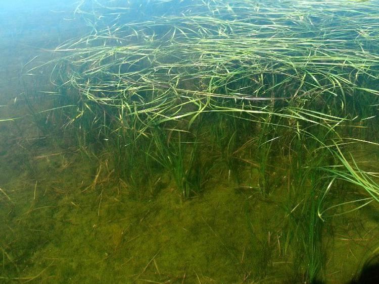 Zosteraceae Digital Flora of Newfoundland and Labrador Zosteraceae Eelgrass