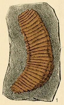 Zosterogrammidae httpsuploadwikimediaorgwikipediacommonsthu