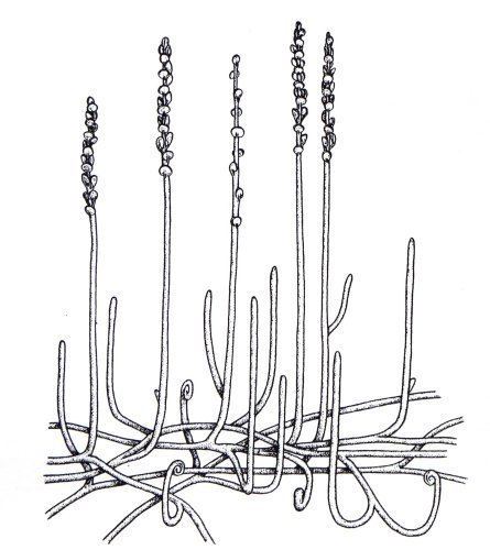 Zosterophyllum Zosterophyllum myretonianum