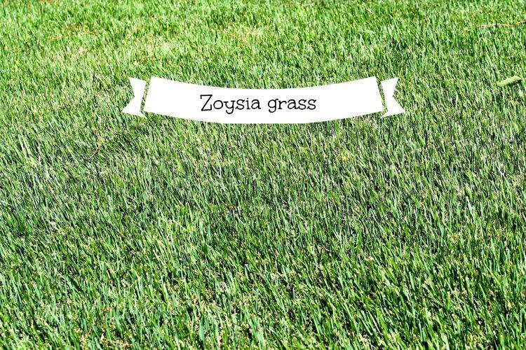 Zoysia 78 images about Zoysia grass on Pinterest Plugs In china and The