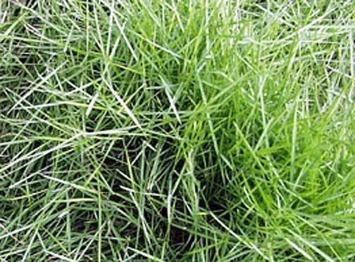 Zoysia matrella Zoysia matrella Manila grass Higher Plants amp Ferns of the