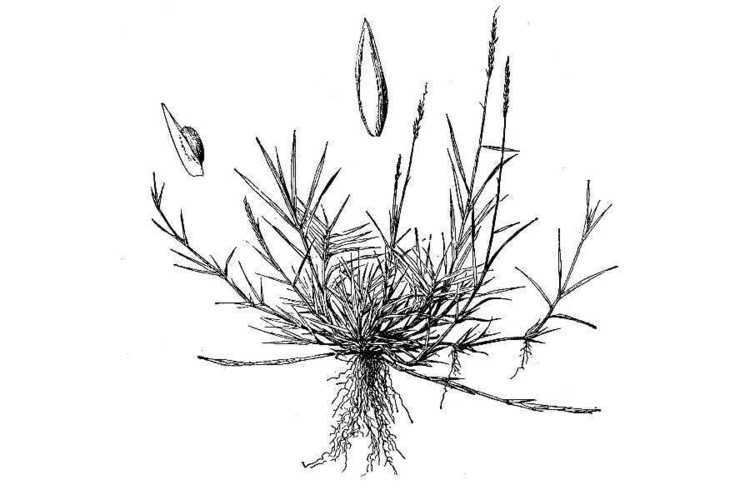 Zoysieae