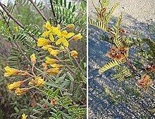 Zuccagnia httpsuploadwikimediaorgwikipediacommonsthu