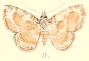 Zurobata