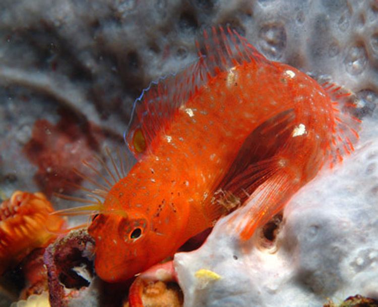Zvonimir's blenny httpsuploadwikimediaorgwikipediacommons22