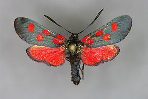 Zygaena angelicae httpsuploadwikimediaorgwikipediacommonsthu