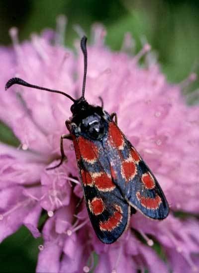 Zygaena carniolica European Lepidoptera and their ecology Zygaena carniolica
