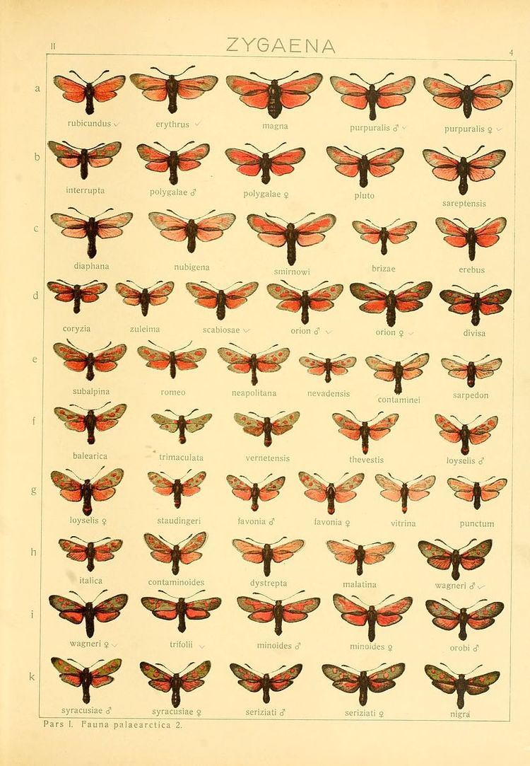 Zygaena contaminei