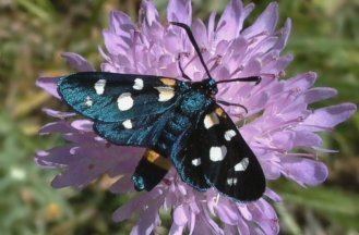 Zygaena ephialtes Moths and Butterflies of Europe and North Africa