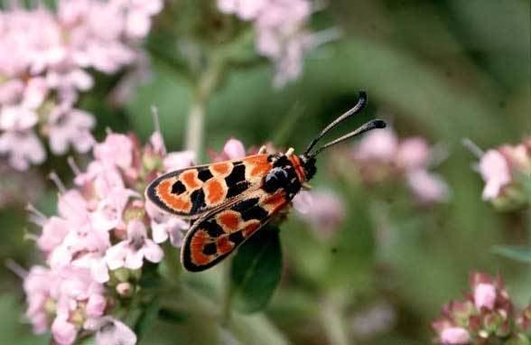 Zygaena fausta European Lepidoptera and their ecology Zygaena fausta