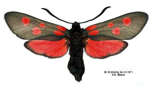 Zygaena lonicerae Zygaena lonicerae Insecta Lepidoptera Zygaenidae