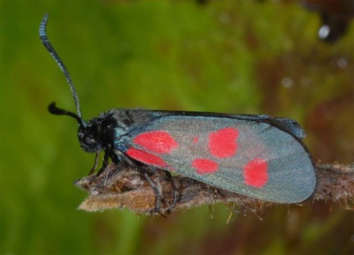 Zygaena viciae European Lepidoptera and their ecology Zygaena viciae