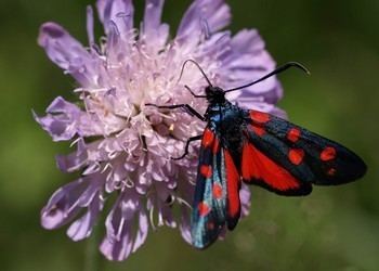 Zygaenidae Zygaenidae